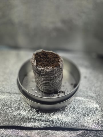 I'll get it right — vegetative, day 42