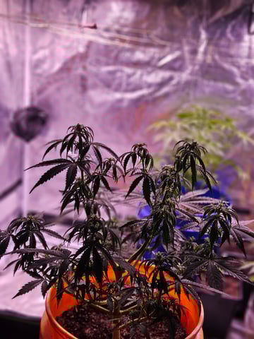 gary poppins — flower, day 55