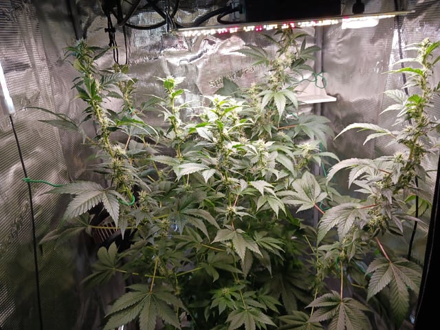 Gorilla Sherbert Feminized From Blimburn Seeds  — flower, day 81