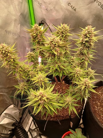 Lsd25, Dosido,GDP All Autos. — grow_setup, day 59