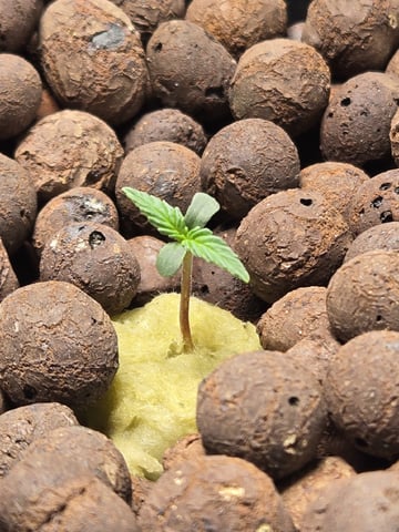 BABY SISTER — seedling_rooting, day 7