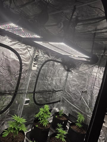 Hello 420 — none, day 2