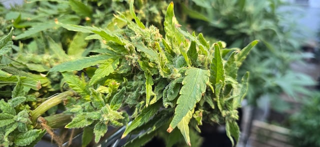 Mystery Weed Plant — flower, day 164