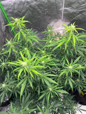 Blueberry auto — flower, day 75