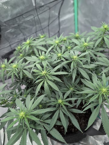 Girl Scout Cookies — flower, day 109