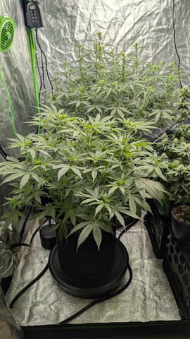 Strawberry Cheesecake Seedsman Seeds Autoflowers x2 — flower, day 45