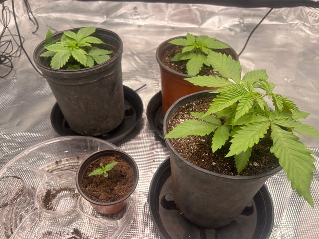 2025-26 harvest INDOOR — vegetative, day 52
