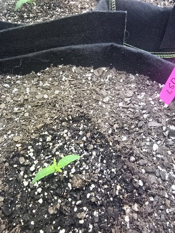 Autos AGAIN — vegetative, day 13