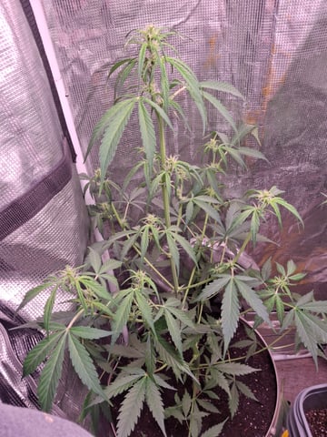 Queen B  — flower, day 50