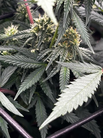 Pink Passion Fruit — flower, day 72