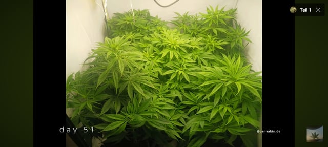 Master Kush — vegetative, day 44