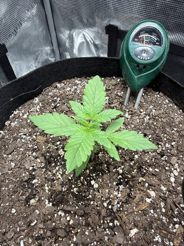 Gorilla Cookies 2nd Try — seedling_rooting, day 23