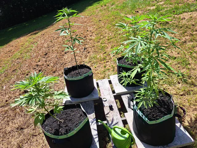 Bucket List Grow #2 — vegetative, day 43