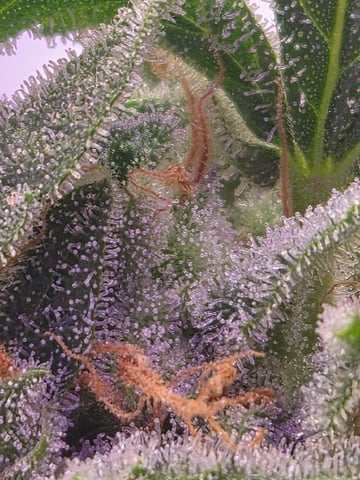 I'll get it right — flower, day 99