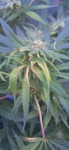 1st grow (green house)(natural) — flower, day 91