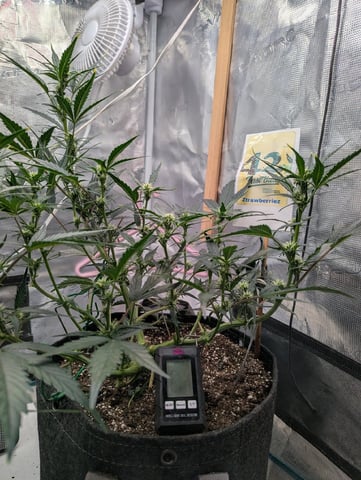 Fastbudz Ztrawberriez — flower, day 38