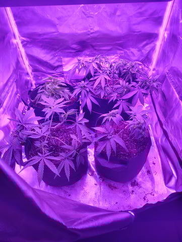 3 in flower — vegetative, day 3