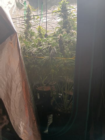 Gurilla Glue #4 × Samsquatch autos — flower, day 65