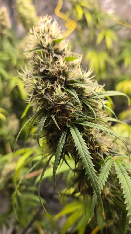 Big Momma Blue Dream  — flower, day 45