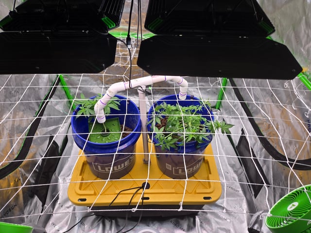 Fastbuds Autoflower Run — vegetative, day 32