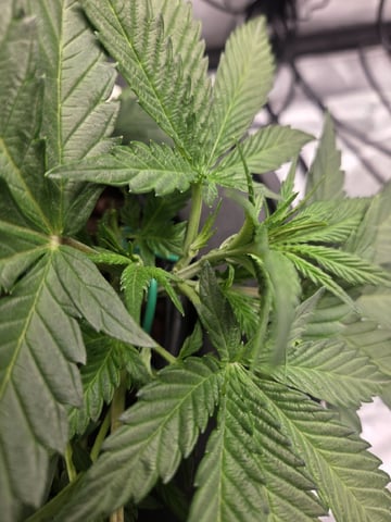 Northern Lights / Banana Kush — vegetative, day 17
