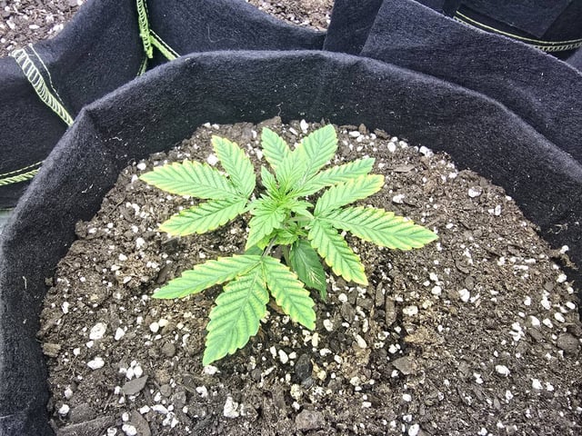3rd Auto Grow — vegetative, day 35