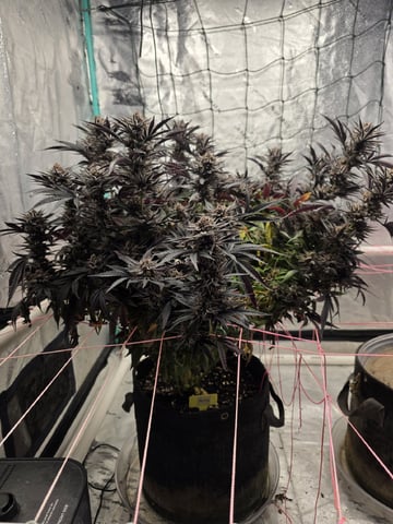 Granny Candy and PLCG — flower, day 142