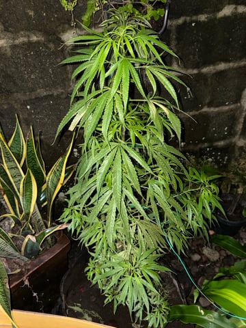 303 002 — grow_setup, day 55