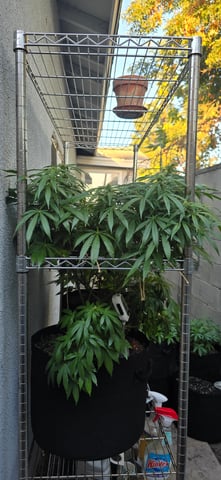 Mystery Weed Plant — flower, day 121