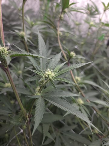 Banana and Gold — flower, day 15