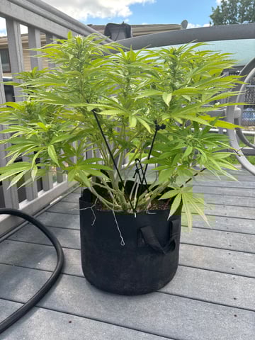 Wedding cake & Indoor Wedding Cake Clones — flower, day 28