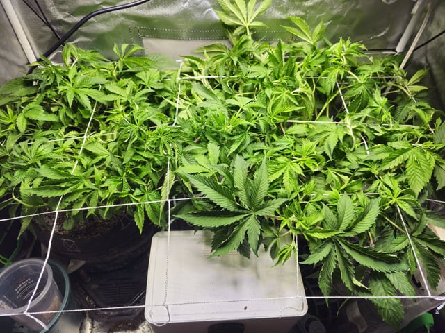 Kushberry Moonrocks — vegetative, day 38