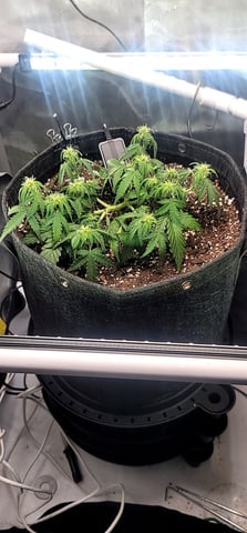 Number Two.  Lola — flower, day 52