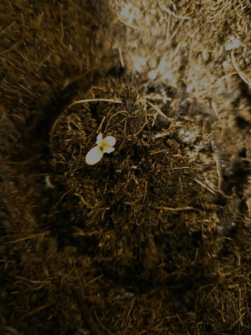 Ripley OG — seedling_rooting, day 6