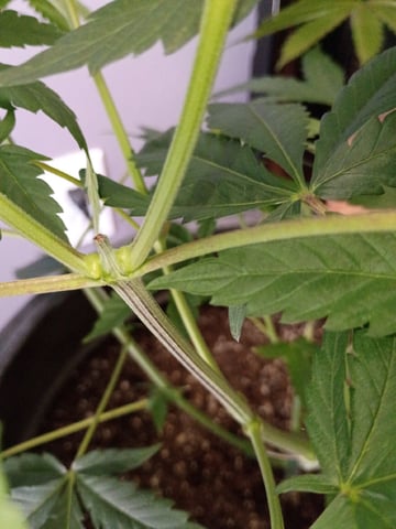 Round Deuce  — vegetative, day 59