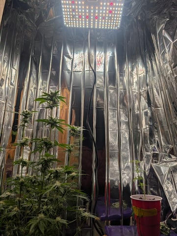 B E A utiful  — flower, day 103