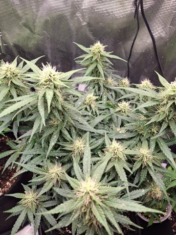 SoFloBudz — flower, day 60