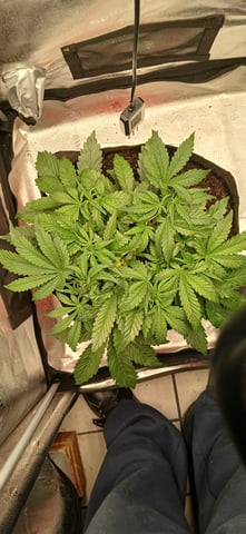 newest ggs setup grow — flower, day 29