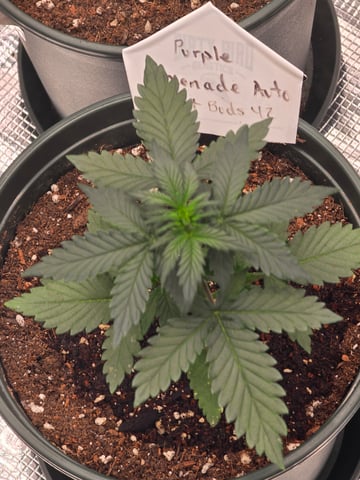 Fast Buds - Purp Lemonade — vegetative, day 23