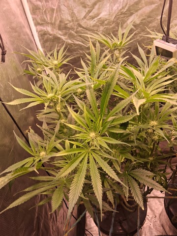 Blueberry OG Kush — flower, day 8