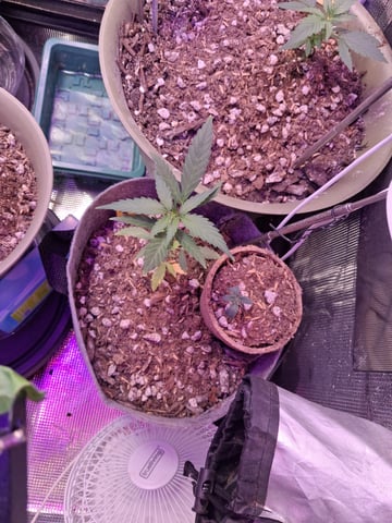 First Lagit Grow — grow_setup, day 1