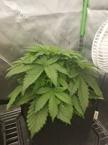 first grow — vegetative, day 26