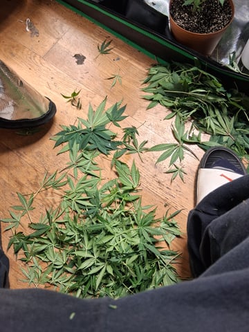 My Girls — flower, day 46