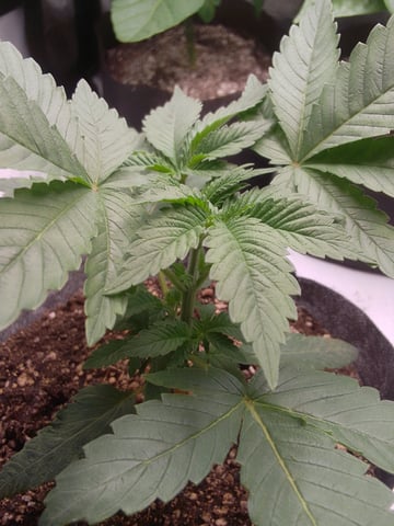 blue dream bag seed — vegetative, day 1