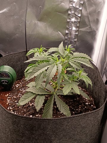 1st Grow Eva — vegetative, day 21