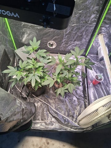 S&D  First Grow — vegetative, day 14