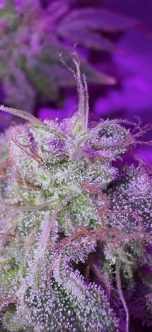 OG Kush — flower, day 144