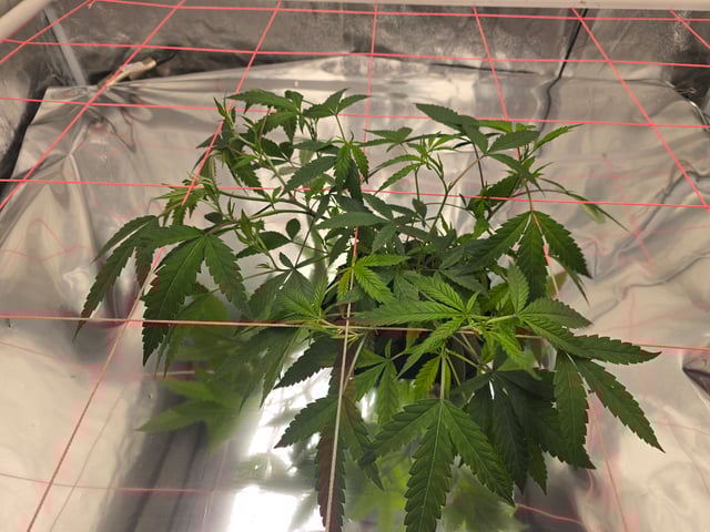 Platnium Jelly — vegetative, day 23