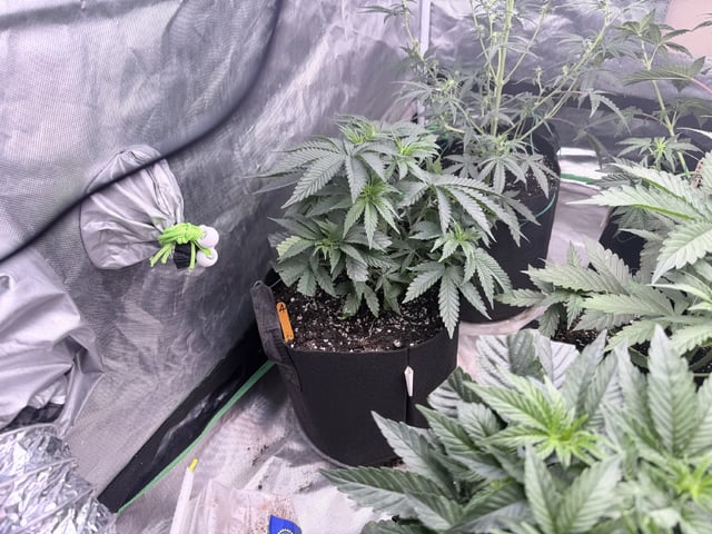 4’x8’ Grow1 — vegetative, day 38