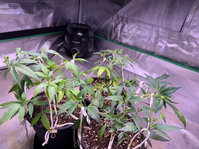 Green Gelato — vegetative, day 9